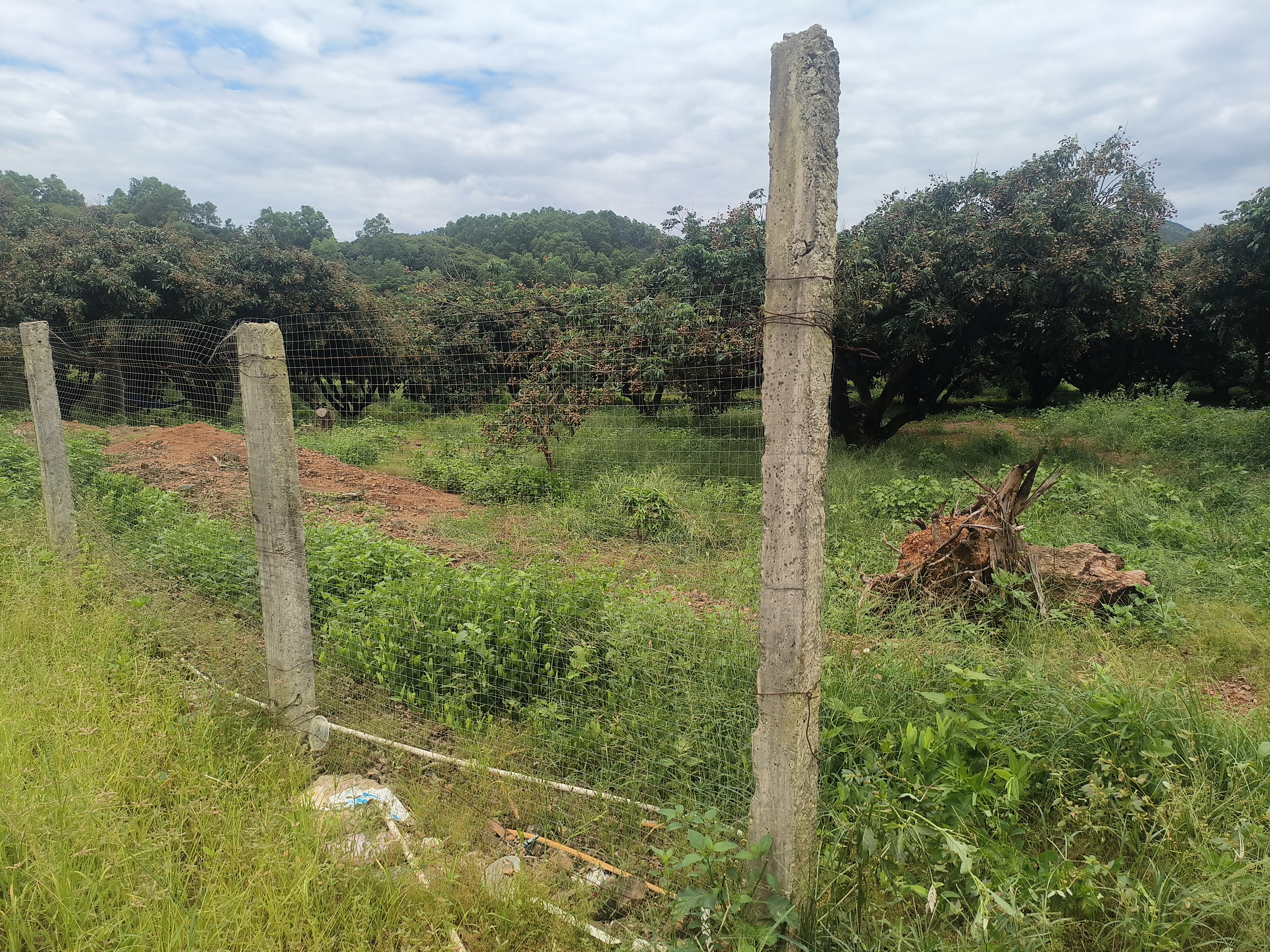 储良龙眼树在果园中整齐排列,形成绿色生态景观 储良龙眼树在果园中的整体景观