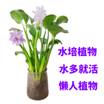 四季养不死名贵植物水培紫色旺宅花养花客厅招财绿植盆栽室内好养