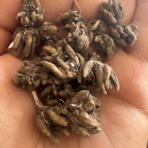 猫爪草