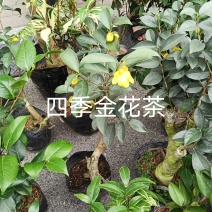 四季金花茶21杯
