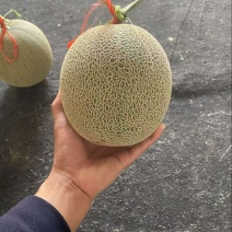 全国网纹瓜精品货通货电商货需要的联系
