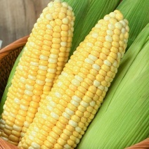 湖北甜玉米双色太阳花花糯甜糯大量供应可视频看货