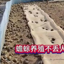 蟾蜍种苗，蟾蜍，蛤蟆种苗，蛤蟆，批发，零售，优质种苗
