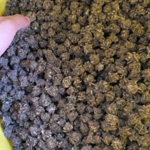 中颗粒猫爪草