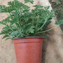 驱蚊草室内防蚊绿植香草香叶天竺葵驱虫避蚊