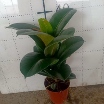 橡皮树绿金刚黑金刚
