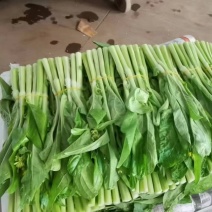 湖北精品白菜台红菜苔大量有货。
