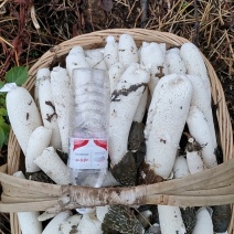 贵州大方冬荪