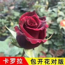 卡罗拉红色玫瑰花苗红色花苗庭院阳台花卉多季开花切花玫瑰