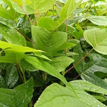 鹅掌楸杯苗