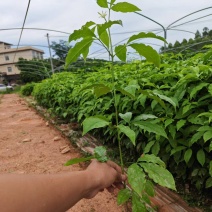 广西一手货源三叉苦苗成活率高一年苗露天苗对接全国欢迎采购