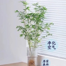 米竹观音竹水培水培植物盆栽懒人室内直发耐寒办公室桌摆四季常青