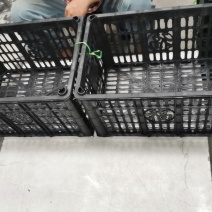 塑料筐，各种尺寸厂家生产企业，