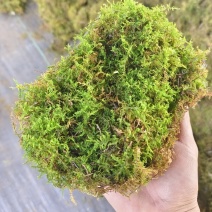 贵州深山干苔藓