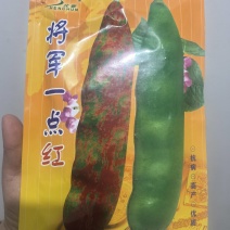 油豆种子将军一点红豆角种子
