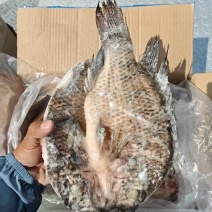 开背(罗非鱼)