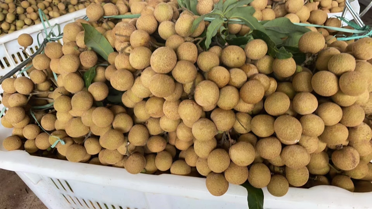 储良龙眼果实饱满,果壳呈自然黄褐色,果肉厚实 储良龙眼果实特写