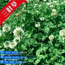白三叶红三叶种子批发，价格美丽厂家直销