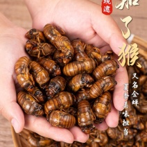 金蝉