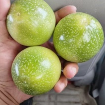 钦蜜九号黄金百香果，产地直发。一手货源，长期大量稳定供应