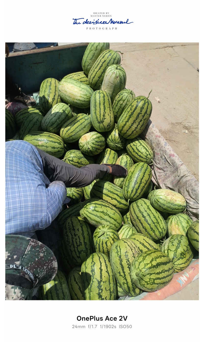 西瓜甘美4k西瓜特小凤西瓜黑美人西瓜早春红玉金花西瓜地雷瓜金花1号