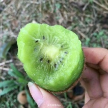 米良一号绿心猕猴桃