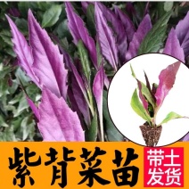 天然紫背天葵苗秧皮菜紫背菜四季盆栽阳台红凤菜苗带