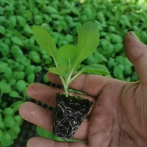 山东白菜苗黄心白菜苗大白菜苗量大从优苗场直发