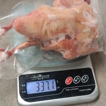 鸽子电商可用规格齐全价格低质量好长期有货可以视频看货