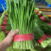 贵州韭菜，产地直发，大量有货，欢迎各位老板咨询采购