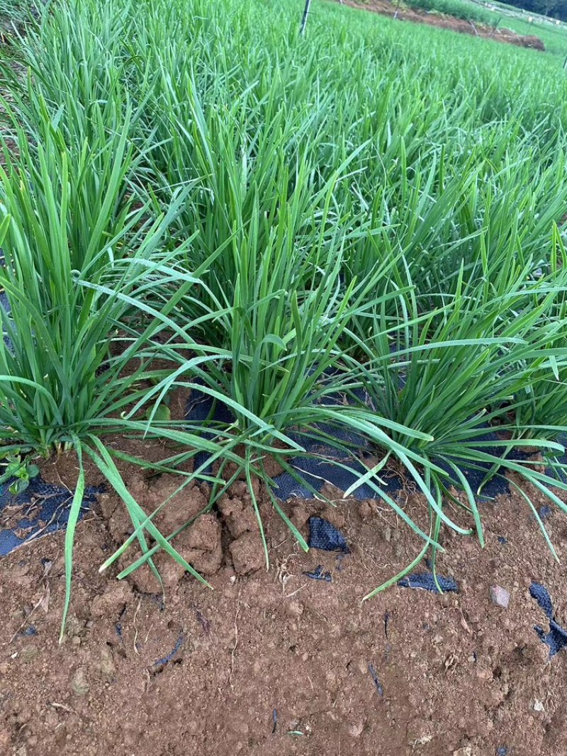 贵州韭菜,产地直发,大量有货,欢迎各位老板咨询采购