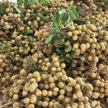 平南石硖龙眼