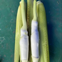 浙江精品美人茭大量批发对接各大商超产地直发