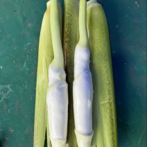 浙江精品美人茭产地直发