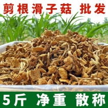 东北大兴安岭新货滑子菇5斤净重剪根干货小黄蘑滑山货小鸡炖蘑菇