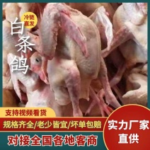 精品乳鸽，白条鸽，老鸽工厂直销规格齐全保质保量
