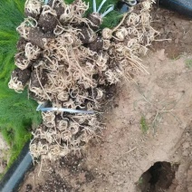 芦笋苗穴盘苗现挖现售适宜四季栽培