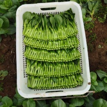 菜芯，菜苔