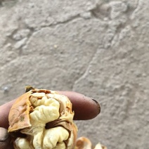 脱皮核桃