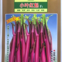 红菜苔种子小叶红魁早熟红亮小叶粗苔播后60天采主苔
