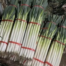 山东平度大葱新葱口感脆白品质优产地直供可视频看货欢迎咨询