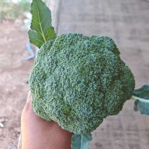 西兰花新鲜现摘，现货现发常年大量供应量大优惠
