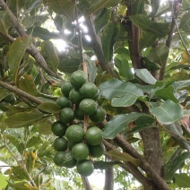 核桃坚果