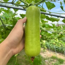 瓠子