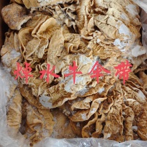 【牛伞带】当地草原黄牛的水肚，紧水去油、箱装量大优