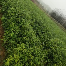 青冈栎杯苗赤皮青冈苗万亩基地高品质价格实惠