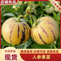 人参果苗山东寿光人参果树苗存活率高全国发货