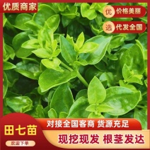 田七苗阳台盆栽寿光果蔬种苗全国发货