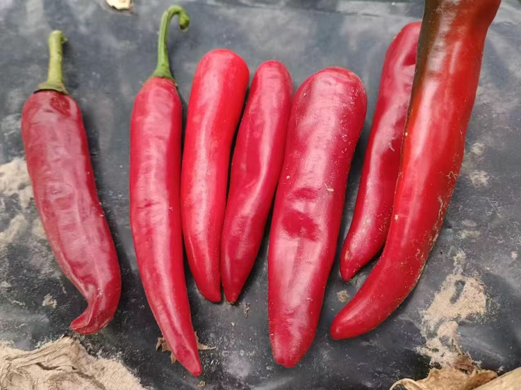 红泡椒科学食用示范:展示符合DB51/T 2922-2022标准的市售红泡椒产品(标签特写),搭配原料二荆条红椒及适宜配伍食材(蒜、姜、豆腐),强调标准溯源与膳食平衡 家庭厨房场景:玻璃罐装红泡椒特写,标签清晰可见DB51/T 2922-2022执行标准编号,旁边摆放新鲜二荆条红椒、蒜瓣、姜片及正在焯水的嫩豆腐,体现科学配伍理念