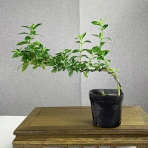 六月雪盆景悬崖茶桌禅意好养室内植物绿植办公室花卉茶几桌面盆栽